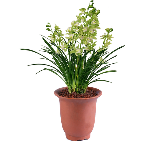 兰花 【十八格格】矮种 浓香兰花苗建兰四季兰花盆栽室内花卉绿植 - 图3