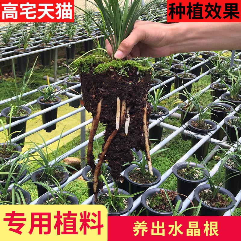 种植兰花专用营养土兰花土自然生态调和兰花植料肥营养土花-图2