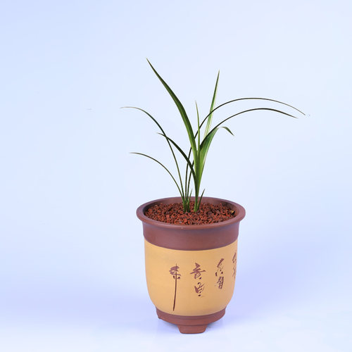 兰花浓香春剑红牡丹红星高照兰花苗多肉植物阳台花卉室内盆栽绿植 - 图2
