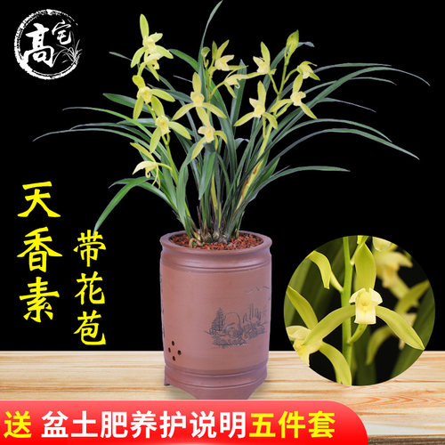 兰花 香妃 天香素浓香建兰四季兰有香味兰花苗花卉盆栽室内绿植物 - 图1