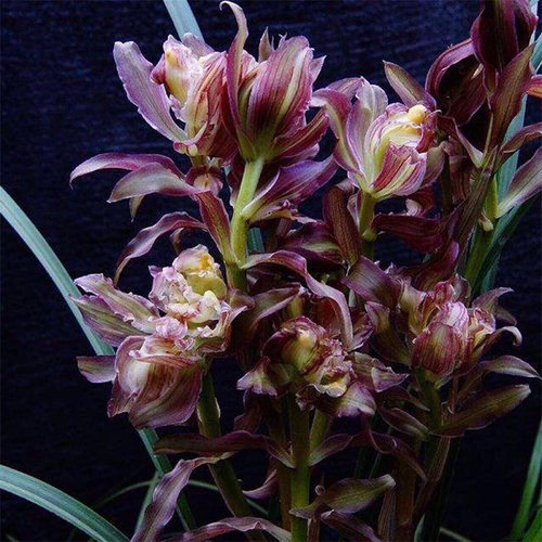 兰花浓香春剑红牡丹红星高照兰花苗多肉植物阳台花卉室内盆栽绿植 - 图0