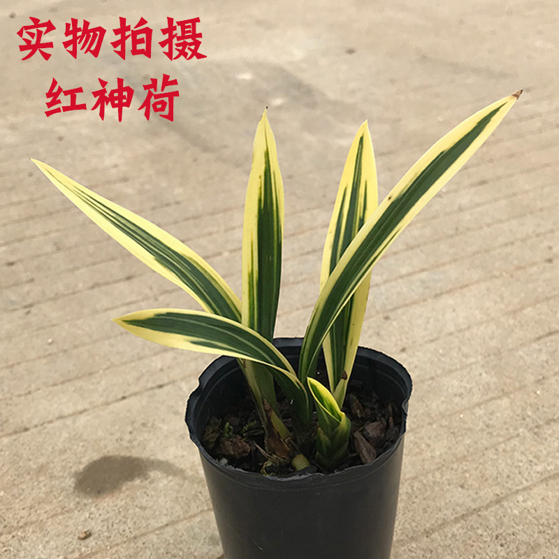 兰花红神荷兰花苗墨兰金边线艺荷瓣盆栽室内花卉绿植实拍发货-图1