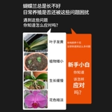 Phalaenopsis Специальное удобрение питания жидкость, способствуя цветущим жидким удобрениям питательные удобрения обычные органические удобрения