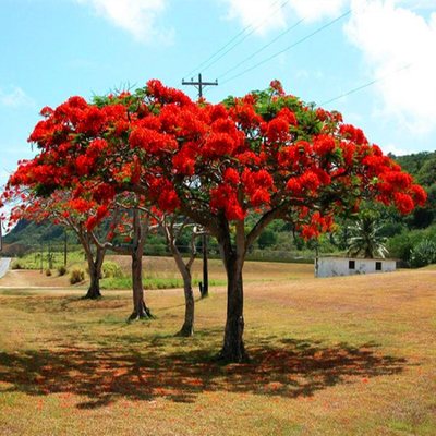 镇宅凤凰木蓝花楹大树苗树木盆栽名贵风景树别墅庭院绿化植物四季 虎窝淘