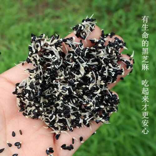 黑芝麻2026年新货农家自种无染色非炒熟粗粮五谷杂粮生黑芝麻500g - 图0