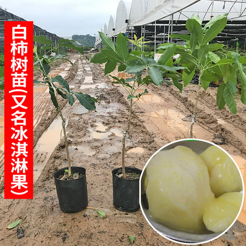 白柿冰淇淋果苗四季品种墨西苹果 香肉果 拉美柿嫁接苗地栽果树苗 - 图0