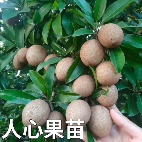 人心果苗优质品种水果王超甜盆栽地栽香瓜茄人参果苗当年挂果包邮 - 图0