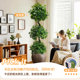 Simulated spherical green plant Banyan tree high-end light luxury