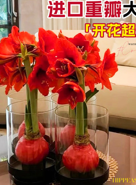 进口朱顶红种球桌面摆件