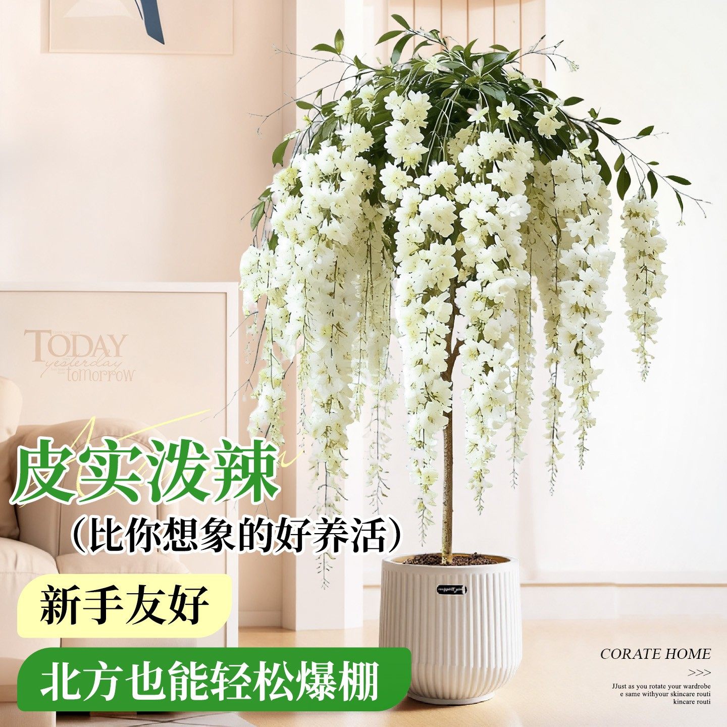 垂丝茉莉带花苞盆栽特大号棒棒糖老桩室内外客厅四季好养植物花卉,淘宝优惠券,粉丝福利购,淘宝优惠卷