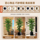 Fake green plants decoration simulates welcoming pine trees indoors