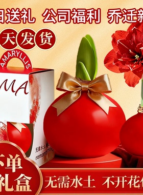 进口重瓣蜡封朱顶红带花苞