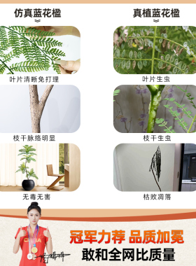 沙发旁落地摆件大型客厅室内电视柜旁边氛围假植物蓝花楹仿真绿植