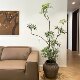 Xiaohong Shuqian’s top ten contributions to simulated green plants