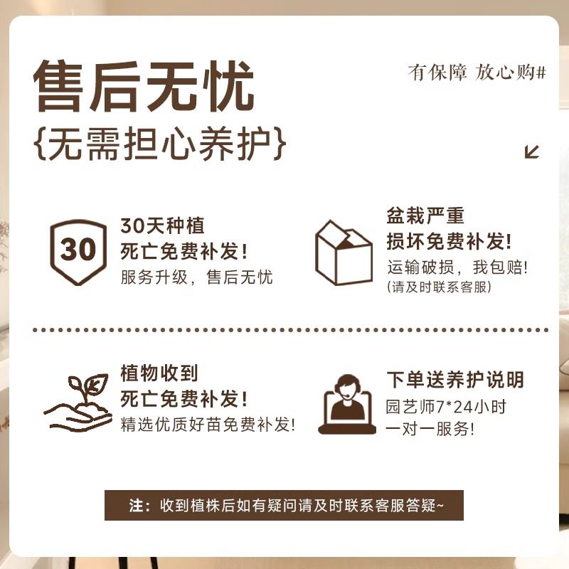 黑金刚橡皮树室内大型绿植客厅造型办公室阳台植物鸭脚木四季好养