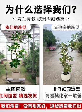 网红孟加拉榕盆栽客厅绿植室内大型黄金榕高山榕树落地真花旺宅树