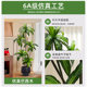 Fake green plants advanced simulation interior decoration