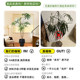 Peacock wood simulated green plants, high-end living room, bionic fake plants, large floor-standing indoor potted plants decorative ornaments