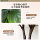 Simulated green plant Ficus fiddleleaf ficus high-end realistic living room
