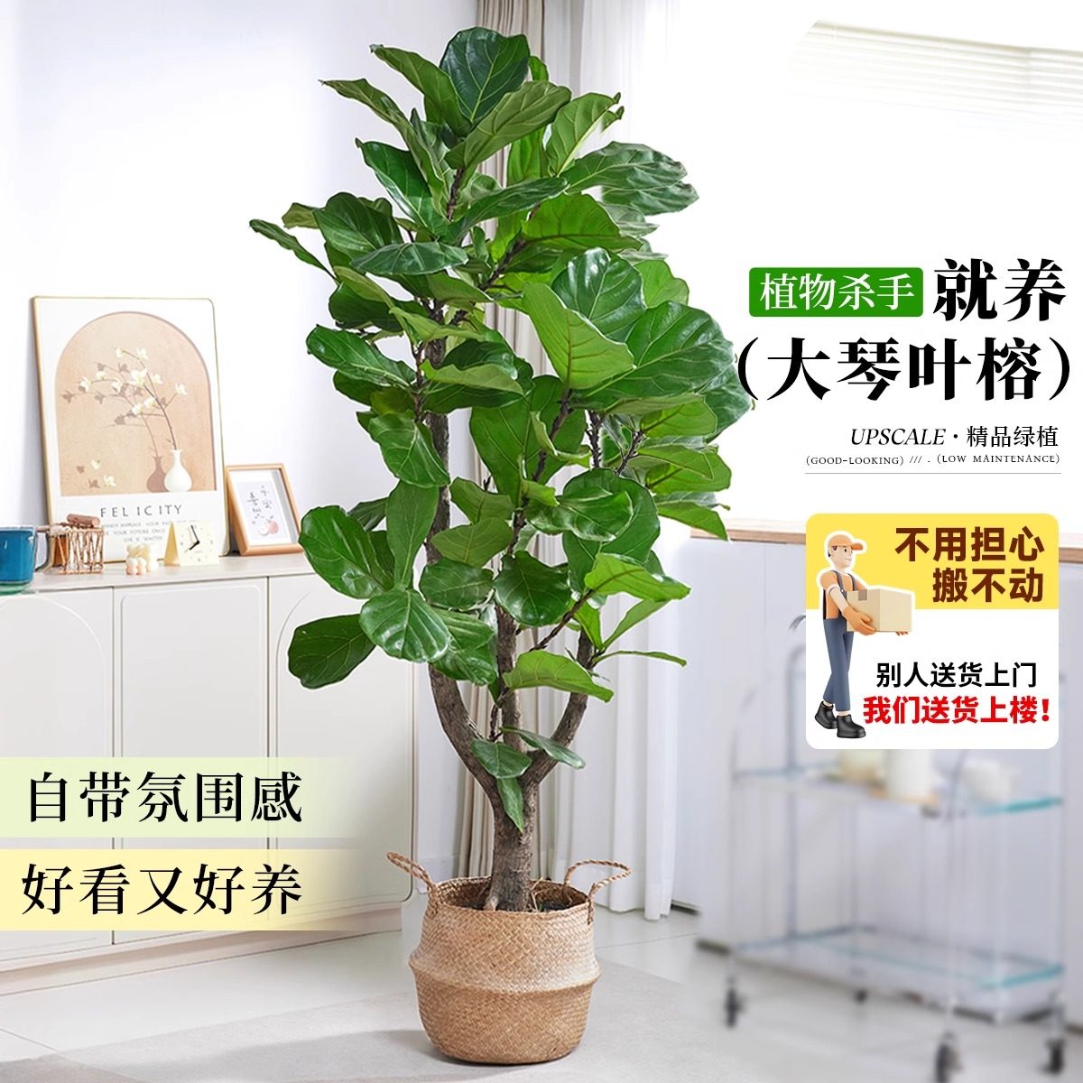 老桩琴叶榕客厅绿植物室内大型好养大叶盆栽大号真花落地办公室,淘宝优惠券,粉丝福利购,淘宝优惠卷