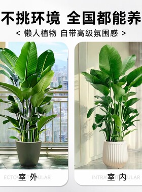 天堂鸟盆栽绿植室内大型客厅植物落地真树办公室鹤望兰大禄植花卉