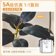 Simulated Black Diamond Rubber Tree Living Room Large Potted Plant Advanced