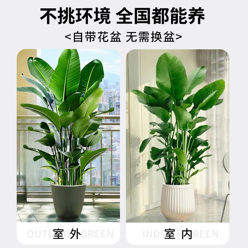 天堂鸟盆栽室内客厅大型绿植办公室大叶植物花卉鹤望兰新房去甲醛,淘宝优惠券,粉丝福利购,淘宝优惠卷