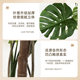 High-end light luxury monstera simulated green plant living room indoor famous large-scale decoration fake plant decoration floor-standing ornaments