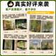 New Chinese style simulated bamboo indoor living room entrance partition courtyard landscape landscaping floor fake green plant decoration