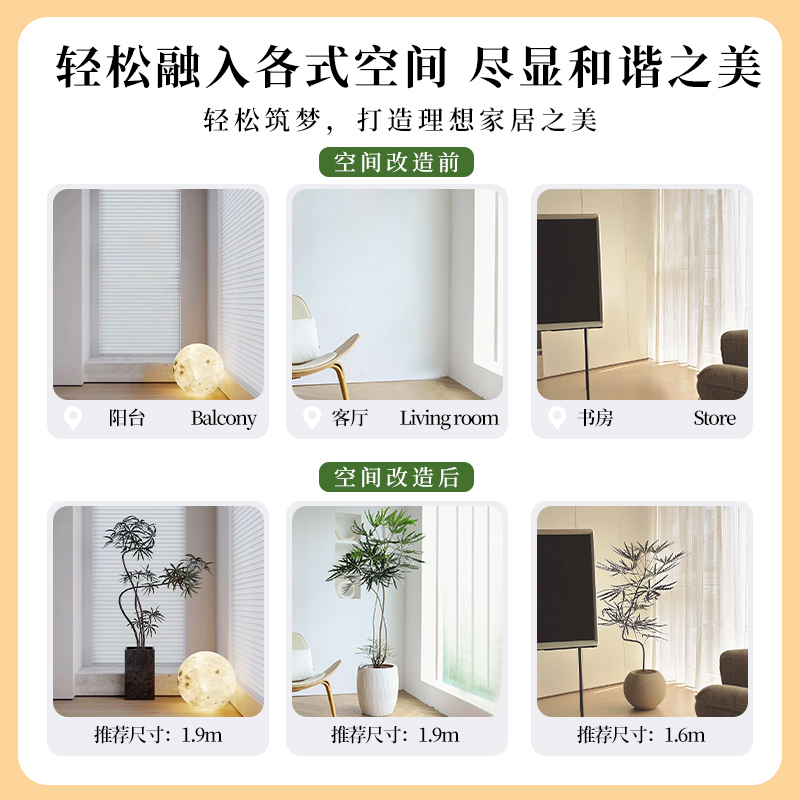 孔雀木绿植室内大型盆栽客厅办公室网红观叶植物落地大号四季好养 - 图2