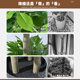 Happy tree simulation plant money tree living room large floor-standing fake green plant indoor home decoration ornaments fake flowers
