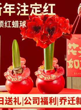 进口重瓣蜡封朱顶红带花苞