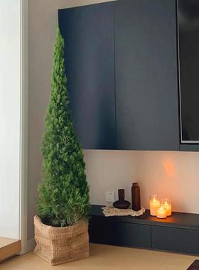 草木世界圣诞树松柏树苗