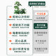 Simulated fake green plant flower box landscaping high-end light luxury