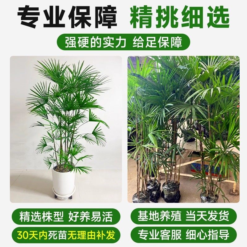 金山棕竹盆栽室内大型绿植高端大气客厅植物落地四季好养竹子花卉,淘宝优惠券,粉丝福利购,淘宝优惠卷