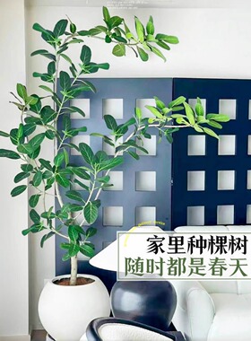 网红孟加拉榕盆栽大型绿植黄金榕高山榕树室内客厅橡皮面包树落地