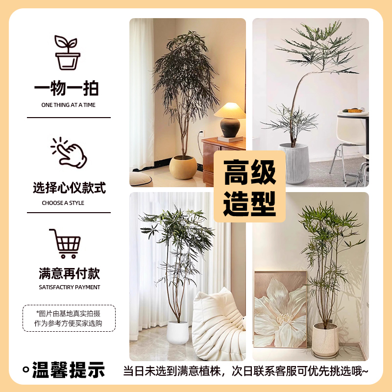 孔雀木绿植室内大型盆栽客厅办公室网红观叶植物落地大号四季好养 - 图3