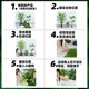 Simulated green plant potted landscaping traveler