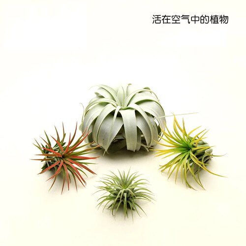 空气凤梨精选数十种易养新手入门净化空气无土懒人植物基地直销 - 图0