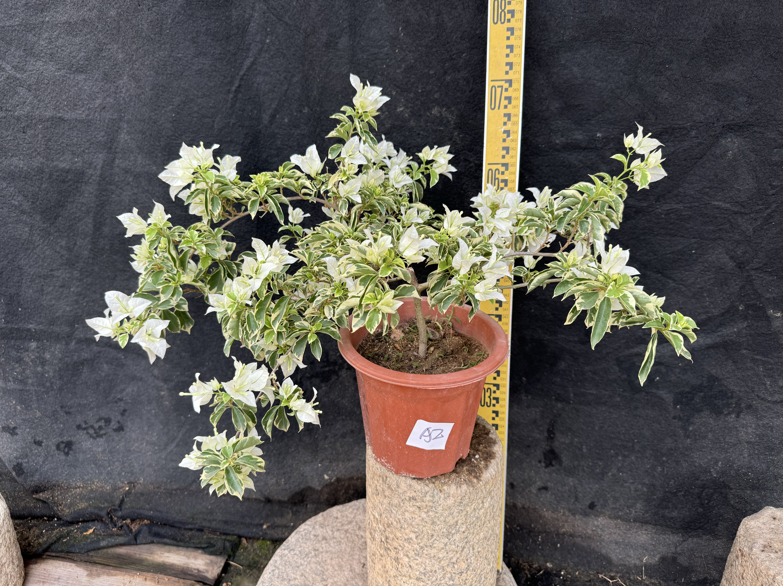 东篱小舍三角梅金边白雪 银边白雪 熊猫 原盆发货 实拍照,淘宝优惠券,粉丝福利购,淘宝优惠卷