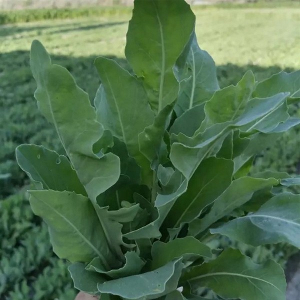 生眉草籽新疆乌斯玛草种子 奥斯曼种子浓眉生眉乌发增长睫毛