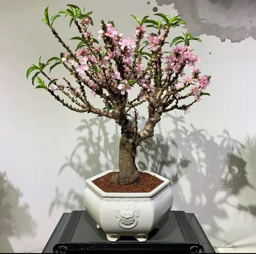 桃花树盆栽四季桃花重瓣阳台庭院南北方种植真实桃花特色花卉好养 - 图1
