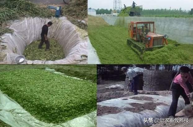 加强型秸秆专用发酵剂酶制剂微生物发酵剂青贮饲料牧草秸秆微贮 - 图0