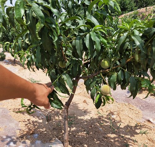 阳山水蜜桃 嫁接桃树苗南北方种植特大果树苗当年结果 - 图1