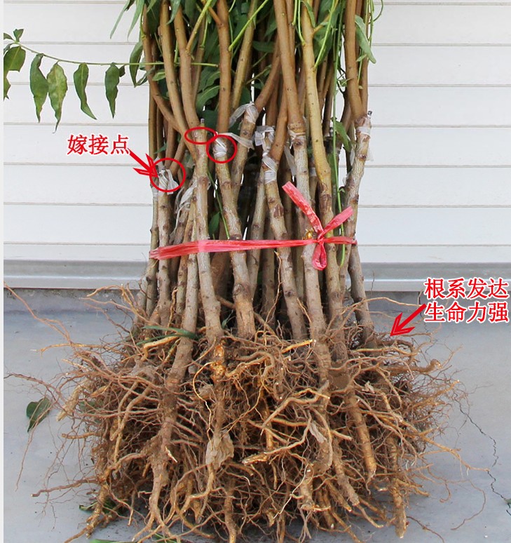 阳山水蜜桃 嫁接桃树苗南北方种植特大果树苗当年结果 - 图3