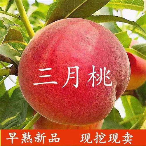 特早熟新品种嫁接桃树苗三月醉南北种植桃苗离核香甜三月下旬成熟 - 图0