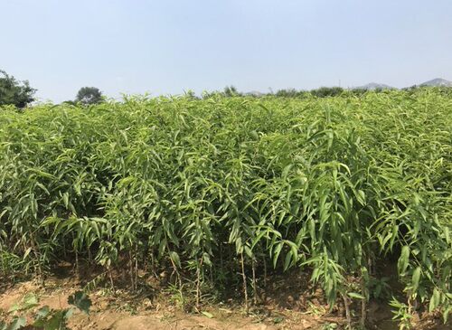 阳山水蜜桃 嫁接桃树苗南北方种植特大果树苗当年结果 - 图2