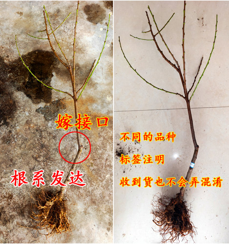 早熟嫁接桃树苗 五月红水蜜桃苗 庭院盆栽果树 水蜜桃子果树苗 - 图3