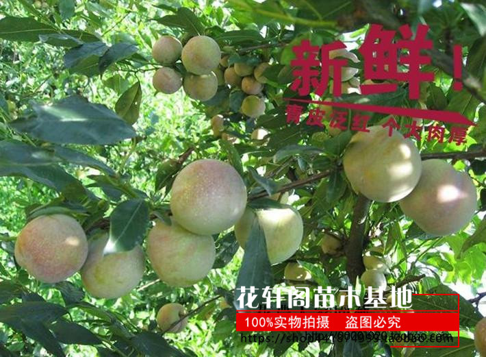 美国恐龙蛋 红心李子树苗 血丝李 新品种嫁接苗南方种植 当年结果,淘宝优惠券,粉丝福利购,淘宝优惠卷