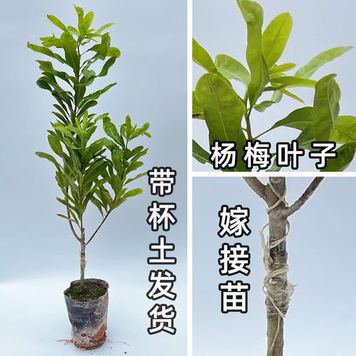 杨梅树树苗嫁接王子安海东魁大果杨梅早熟黑炭特大结果杨梅苗带土 - 图1